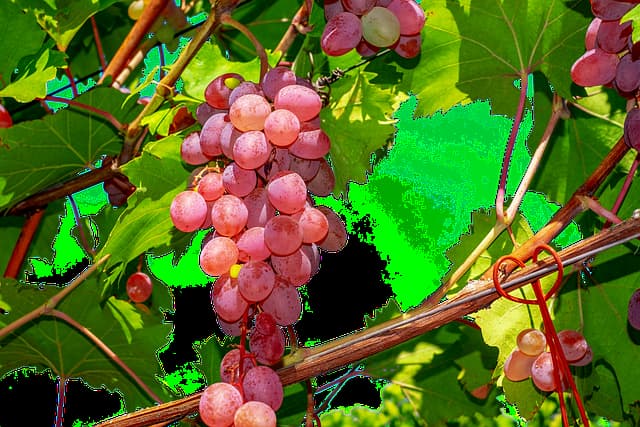 grapes