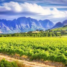 vineyard