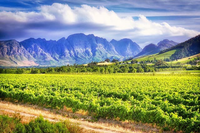 vineyard