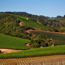 vineyards