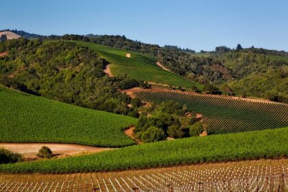 vineyards