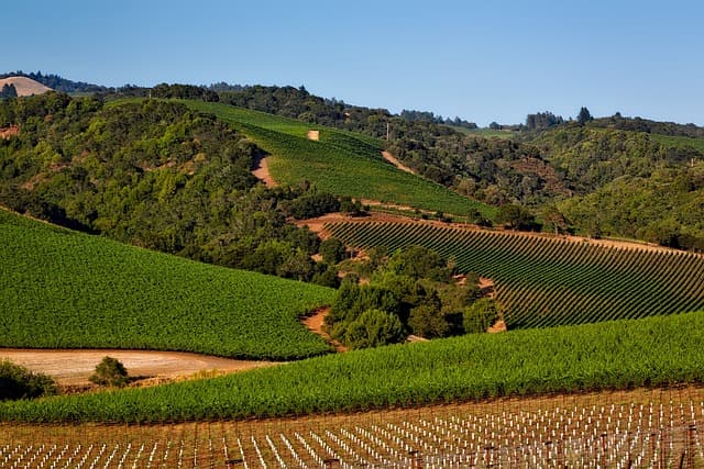 vineyards