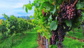 wine
