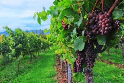 wine