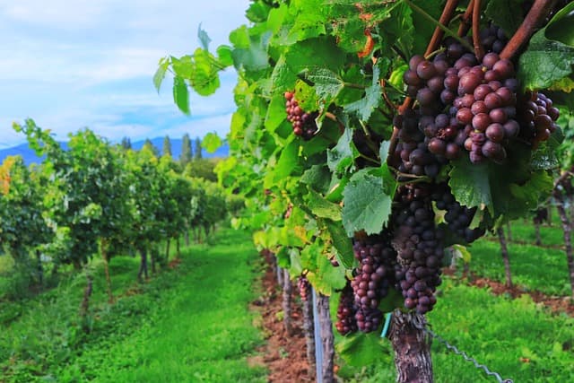wine